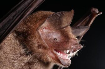 New Bat Coronavirus Shares a Feature That Helped Covid-19 Infect Humans