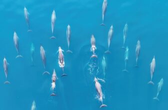 The World’s Oceans Soaked Up Record-Breaking Heat for the 9th Straight Year