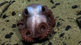 Trump Just Screwed the Atlantic’s Only Marine Monument